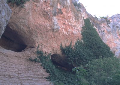 botorrita hiedra3